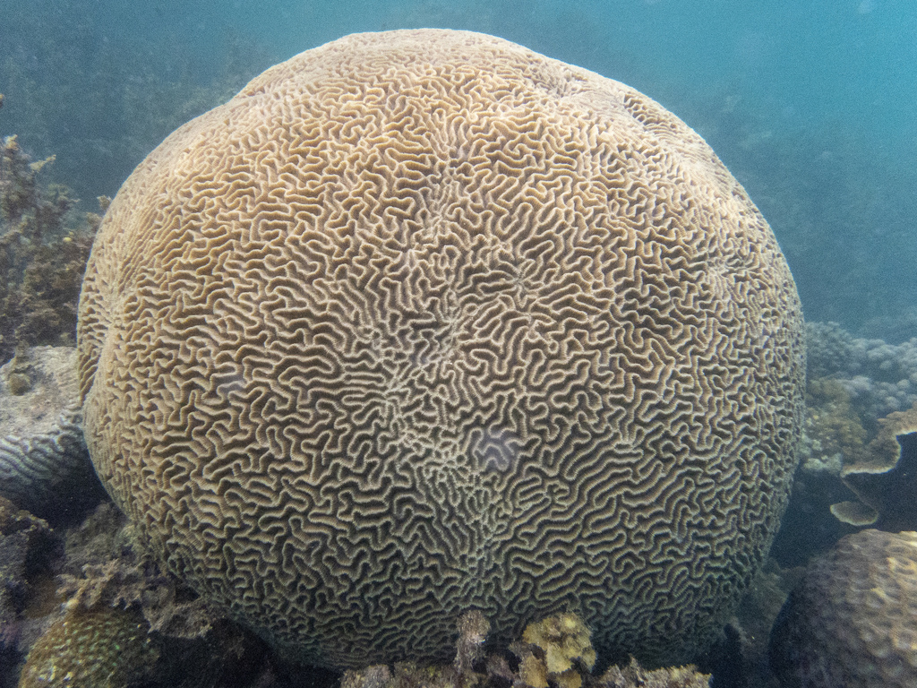 Brain Coral