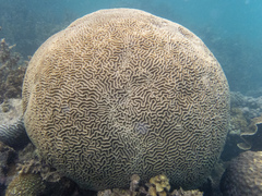Brain Coral