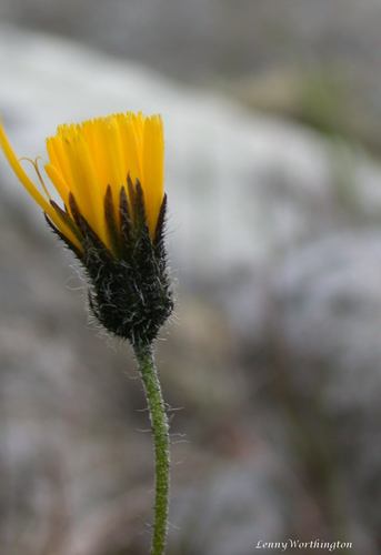 Kenneth's Hawkweed (Hieracium kennethii)