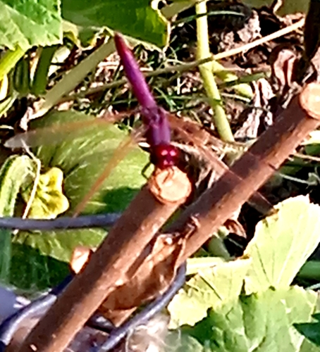 Violet Dropwing