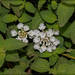 Lantana camara f albiflora - Photo (c) RAP, todos os direitos reservados, uploaded by RAP