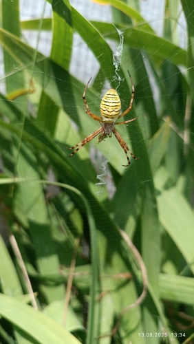 Wasp Spider