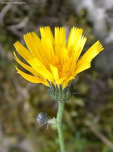 Derby Hawkweed (Hieracium naviense)