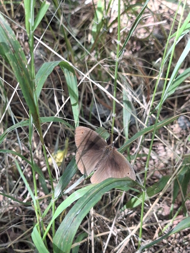 Meadow Brown