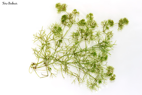 Nitella gracilis