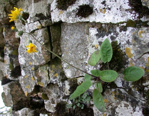 Riverside Hawkweed (Hieracium amnicola)