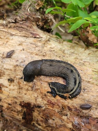Limax cinereoniger