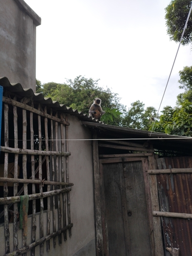 Bengal Sacred Langur
