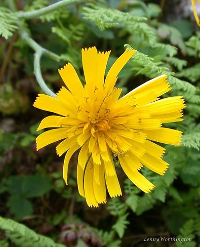 Three-coloured Hawkweed (Hieracium tricolorans)