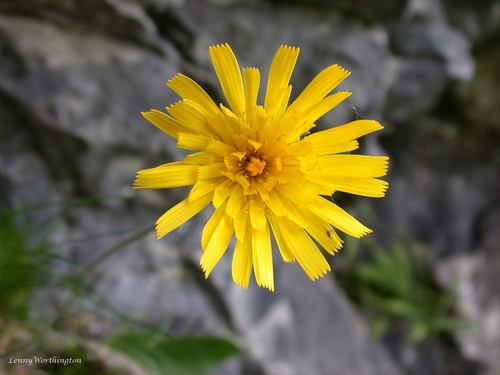 Yorkshire Hawkweed (Hieracium brigantum)