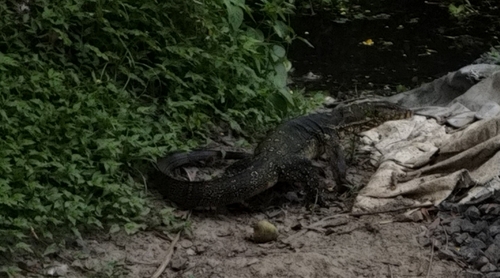 Common Water Monitor