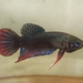 Betta Fishes - Photo (c) Pham Hong Phuc, all rights reserved, uploaded by Pham Hong Phuc