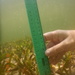 Observation photo