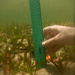 Observation photo