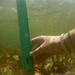 Observation photo