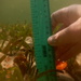 Observation photo