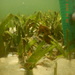 Observation photo