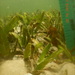 Observation photo