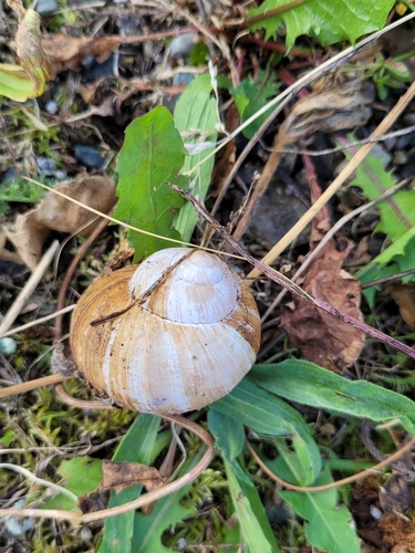 Helix pomatia