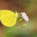 Eurema ormistoni - Photo 由 David Beadle 所上傳的 (c) David Beadle，保留所有權利