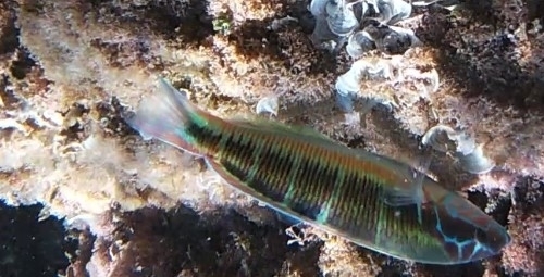 Thalassoma pavo