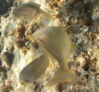 Sarpa salpa