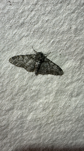 Peppered Moth (Biston betularia)
