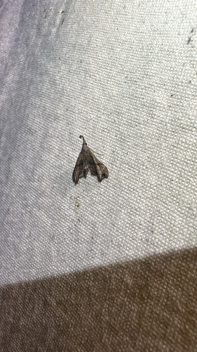 Dark-spotted Palthis Moth (Palthis angulalis)
