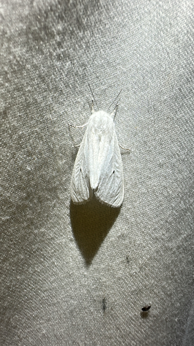 Virginian Tiger Moth (Spilosoma virginica)