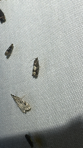 Aster Eucosma Moth (Eucosma parmatana)