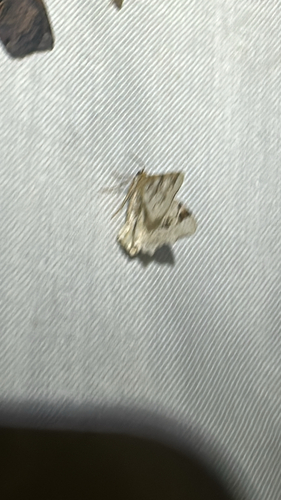 Birch Angle (Macaria ulsterata)