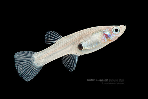 Gambusia affinis