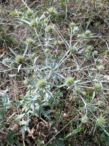 Field Eryngo