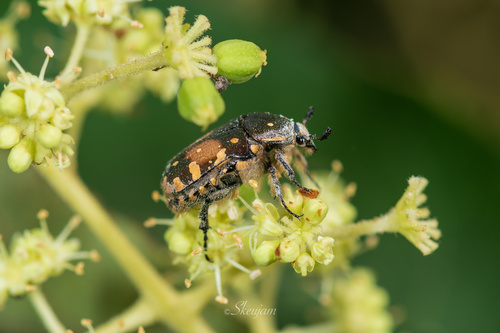 Gametis bealiae