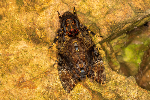 Greater Death's Head Hawkmoth