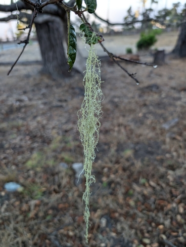 iNaturalist observation photo of lace lichen