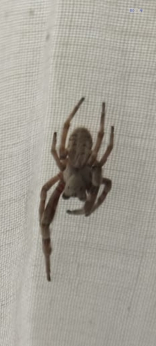 Stegodyphus pacificus