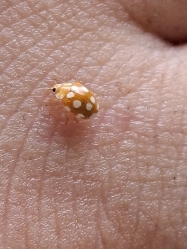 12-spot ladybird