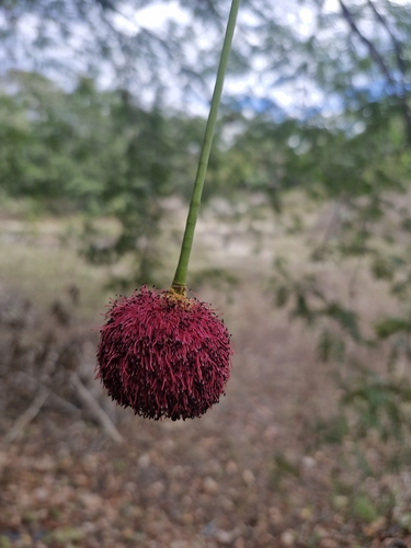 Parkia pendula