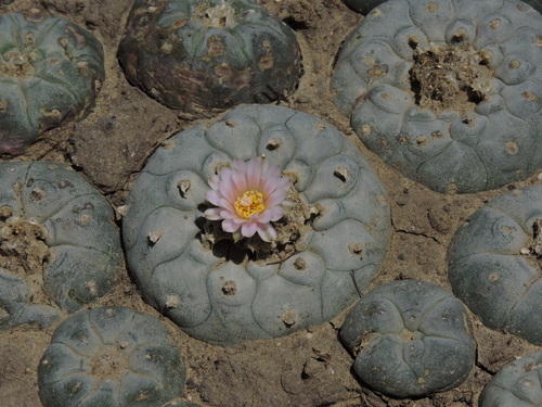 Peyote