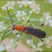 Dihammaphora chaquensis - Photo (c) RAP, all rights reserved, uploaded by RAP