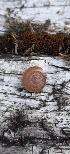 Perforatella incarnata