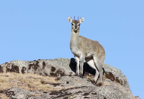 Klipspringer