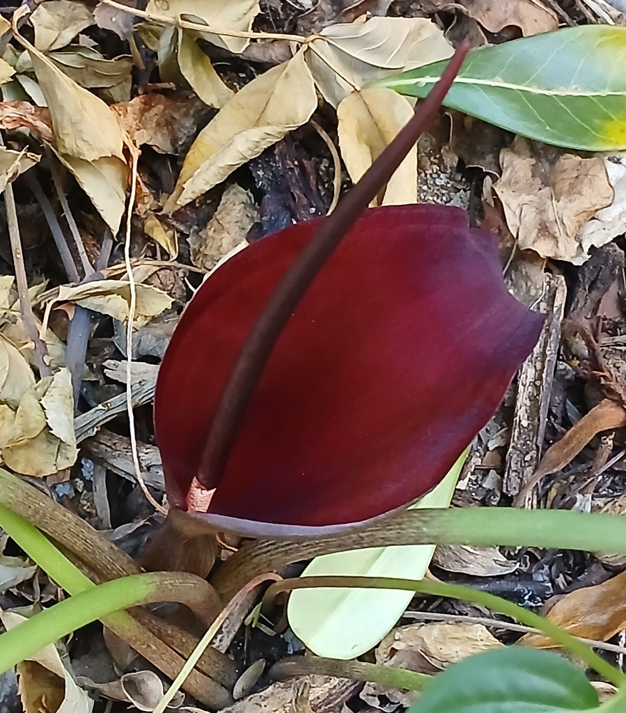 Typhonium roxburghii (Typhonium roxburghii)