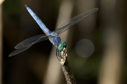 iNaturalist observation photo of Blue Dasher