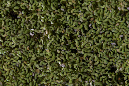 iNaturalist observation photo of Duckweeds
