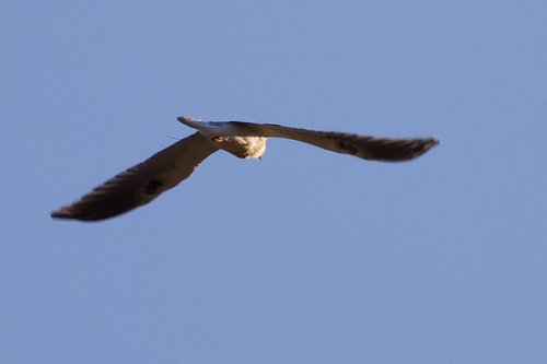 iNaturalist observation photo of White-tailed Kite