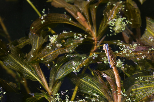 iNaturalist observation photo of shining pondweed