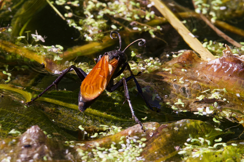 iNaturalist observation photo of Tarantula-hawk Wasps and Allies