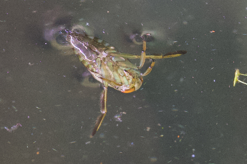 iNaturalist observation photo of Milky Backswimmers